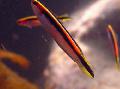   Смугастий Акваріумні Рибки Трахінопс / Trachinops Фото