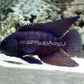   споттед Акваријумске Рибице Параплесиопс / Paraplesiops фотографија