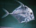 Indian Threadfish, Profila Fin Utičnica