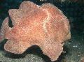 Frogfish Commerson Lui (Commersons Pescar)