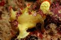   Macchiato Pesci d'Acquario Frogfish Verrucose (Frogfish Pagliaccio) / Antennarius maculatus foto