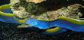   modrý Akvarijné Ryby Modrá Stuha Úhor / Rhinomuraena quaesita fotografie