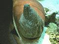   пятнистый Аквариумные Рыбки Гимноторакс леопардовый (Ячеистая мурена) / Gymnothorax favagineus Фото