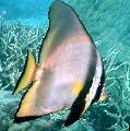   pruhované Akvarijné Ryby Pinnatus Batfish / Platax pinnatus fotografie