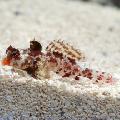 Red Scooter Dragonet