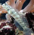 Pink Spotted Vekteren Goby