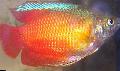   Κόκκινος τα ψάρια ενυδρείου Gourami Νάνος / Colisa lalia φωτογραφία