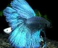   Γαλάζιο τα ψάρια ενυδρείου Ψάρια Μαχητές Του Σιάμ / Betta splendens φωτογραφία