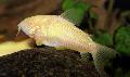   Білий Акваріумні Рибки Коридорас Золотистий (Сомик Золотистий) / Corydoras aeneus Фото