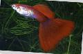   Vermelho Peixes de Aquário Guppy / Poecilia reticulata foto