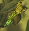   Зеленикав Малка Тропическа Рибка / Poecilia reticulata снимка