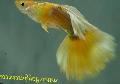   Gul Akvariefisk Guppy / Poecilia reticulata Foto