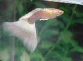   bijela Akvarij Ribe Guppy / Poecilia reticulata Foto
