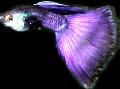   фиолетовый Аквариумные Рыбки Гуппи / Poecilia reticulata Фото