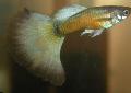   злато Акваријумске Рибице Гуппи / Poecilia reticulata фотографија