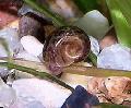   браон Акваријум Слатководна Шкољка Ramshorn Snail / Planorbis corneus фотографија