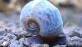   beige Aquarium Freshwater Clam Ramshorn Snail / Planorbis corneus Photo
