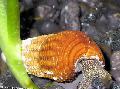 兔蜗牛Tylomelania
