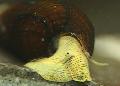   жут Акваријум Слатководна Шкољка Rabbit Snail Tylomelania / Tylomelania towutensis фотографија