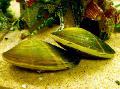   green Aquarium Freshwater Clam / Corbicula fluminea Photo