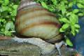   beige Akvarium Ferskvann Musling Japanese Lemmen Snail (Dam) / Viviparus Bilde