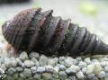   црн Акваријум Слатководна Шкољка Pachymelania Fusca фотографија