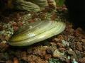   зелена Акваријум Слатководна Шкољка Painter's Mussels / Unio pictorum фотографија