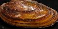   браон Акваријум Слатководна Шкољка Painter's Mussels / Unio pictorum фотографија