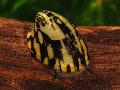   црн Акваријум Слатководна Шкољка Abalone Snail / Septaria porcellana фотографија