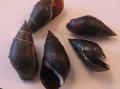   черный Аквариум Пресноводные Моллюски Меланопсис праеморса / Melanopsis praemorsa Фото