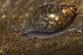   браон Акваријум Слатководна Шкољка Physa фотографија