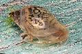   beige Akvarium Ferskvand Musling Physa Foto