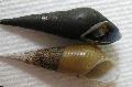   beige Aquarium Freshwater Clam Long Nose Snail / Stenomelania torulosa Photo