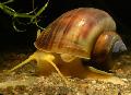   ყავისფერი აკვარიუმი წყლის მოლუსკები საიდუმლო Snail, ვაშლის Snail / Pomacea bridgesii სურათი