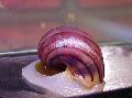   розе Акваријум Слатководна Шкољка Mystery Snail, Apple Snail / Pomacea bridgesii фотографија