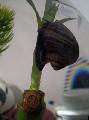   црн Акваријум Слатководна Шкољка Mystery Snail, Apple Snail / Pomacea bridgesii фотографија