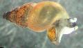   bej Akvaryum Tatlısu Deniz Tarağı Yeni Zelanda Çamur Salyangozu / Potamopyrgus antipodarum fotoğraf