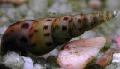   беж Акваријум Слатководна Шкољка Malaysian Trumpet Snails / Melanoides tuberculata фотографија