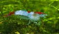   sinine Akvaarium Magevees Elavad Koorikloomad Rili Krevetid / Neocaridina heteropoda sp. Rili Foto