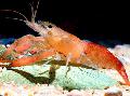   红 水族馆 淡水甲壳动物 沼 虾 / Macrobrachium 照