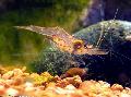   hnedý Akvárium Sladkovodné Kôrovce Guinea Roj Krevety skrček / Desmocaris trispinosa fotografie