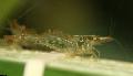   hnedý Akvárium Sladkovodné Kôrovce Cherry Krevety skrček / Paratya australiensis fotografie