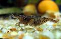   braun Aquarium Süßwasser-Krebstiere  garnele / Potimirim americana Foto