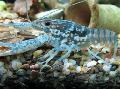   gorm Aquarium Crústaigh Fionnuisce Gliomach Mottled Dubh / Procambarus enoplosternum Photo