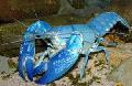   blauw Aquarium Zoetwaterschaaldieren Cyaan Yabby rivierkreeft / Cherax destructor foto