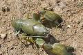   green Aquarium Freshwater Crustaceans Cyan Yabby crayfish / Cherax destructor Photo