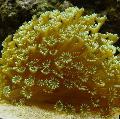   amarelo Aquário Flowerpot Coral / Goniopora foto