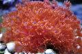   црвен Акваријум Flowerpot Coral / Goniopora фотографија