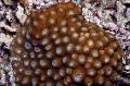   pruun Akvaarium Kärgstruktuuri Korall / Diploastrea Foto