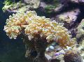   sárga Akvárium Kalapács Korall (Fáklya Korall, Korall Frogspawn) / Euphyllia fénykép